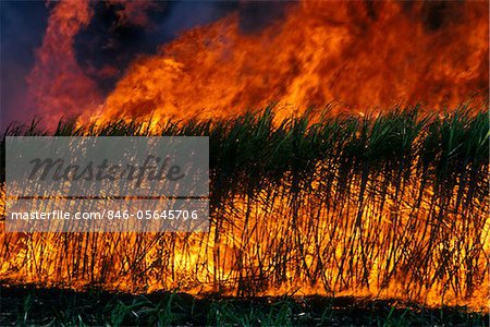 SUGAR CANE FIRE QUEENSLAND AUSTRALIA