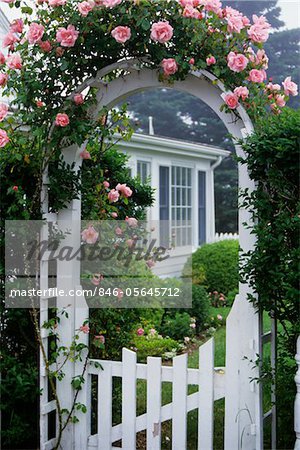 1980s ROSE ARBOR WHITE FENCE GATEWAY TO GARDEN PINK ROSES