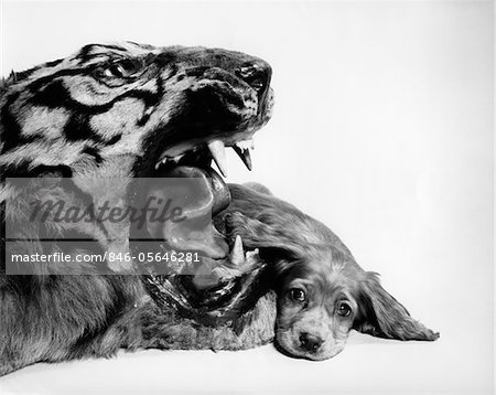 1950s FUNNY IMAGE OF COCKER SPANIEL PUPPY LYING DOWN BESIDE FIERCE MOUTH OF A TIGER