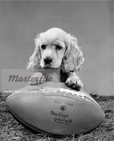 1960s COCKER SPANIEL PUPPY WITH FRONT PAW RESTING ON AMERICAN FOOTBALL