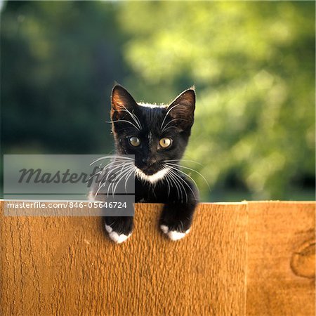 BLACK AND WHITE KITTEN PEERING OVER TOP RAIL OF WOODEN FENCE