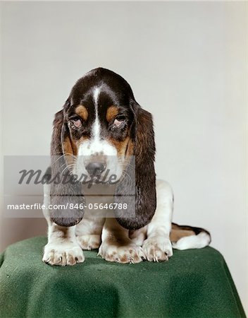 BASSET HOUND PUPPY WITH SOULFUL SAD EYES LOOKING DIRECTLY AHEAD