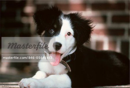 Black And White Border Collie Puppy Mouth Open Showing Pink Tongue