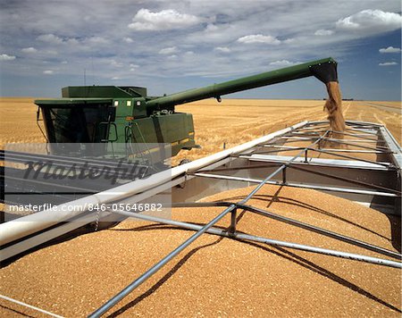 1990s WHEAT HARVEST GRAIN POURING INTO TRUCK FROM COMBINE NEAR HAXTUN PHILLIPS COUNTY, COLORADO