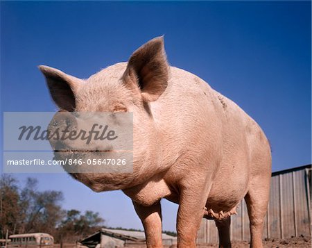 STANDING PIG WITH DIRTY NOSE