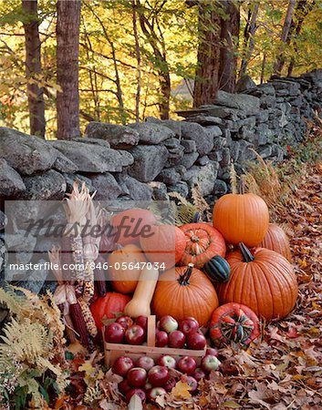 PUMPKINS SQUASH APPLES CORN BY STONE FENCE AUTUMN HARVEST PLENTY