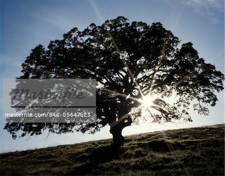 1970s LONE OAK TREE SILHOUETTED BY SUN RAYS MONTEREY COUNTY CALIFORNIA USA