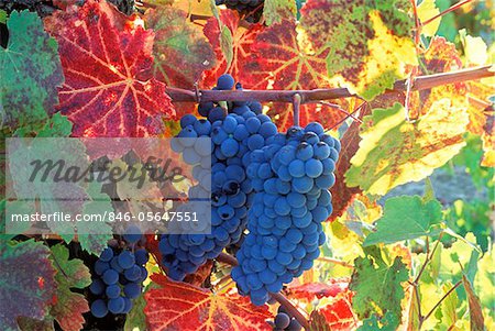 WINE GRAPES ON VINE WITH FALL COLORED LEAVES NAPA VALLEY CALIFORNIA
