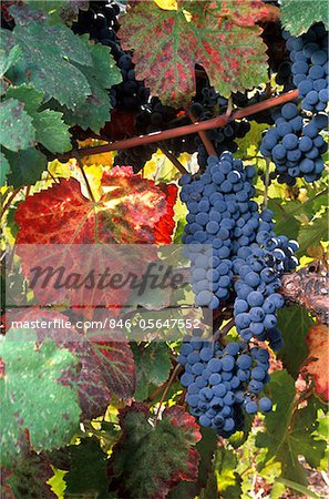 WINE GRAPES ON VINE WITH FALL COLORED LEAVES NAPA VALLEY CALIFORNIA