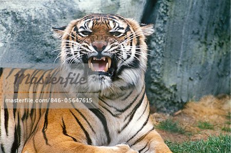 BENGAL TIGER Panthera tigris INDIA AND PARTS OF ASIA