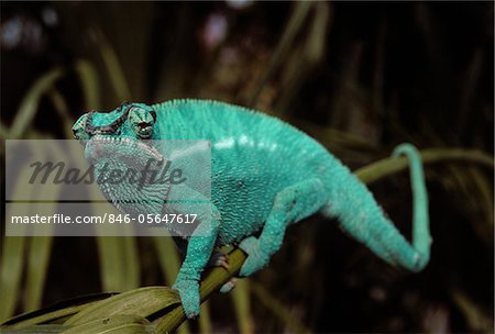 1990s MALE PANTHER CHAMELEON Furcifer pardalis CLINGING TO BRANCH LOOKING AT CAMERA