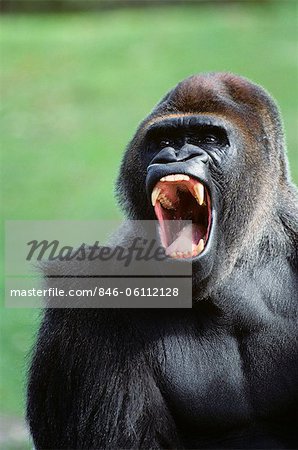 GORILLA Gorilla gorilla AFRICA