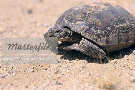 DESERT TORTOISE ENDANGERED EAST MOHAVE NATIONAL SCENIC AREA CA DESERT TORTOISE ENDANGERED EAST MOHAVE NATIONAL SCENIC AREA CA