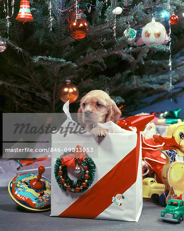1950s COCKER SPANIEL PUPPY DOG PEEKING OUT OF GIFT WRAPPED PRESENT UNDER CHRISTMAS TREE