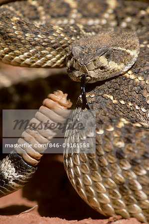 1990s WESTERN DIAMONDBACK RATTLESNAKE Crotalus atrox LOOKING AT CAMERA SHOWING PIT VIPER HEAD SENSING TONGUE WARNING RATTLES