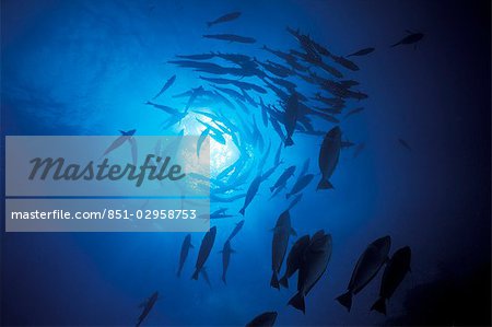 Silhouette of spiralling trevally,Great Barrier Reef,Cairns,Australia