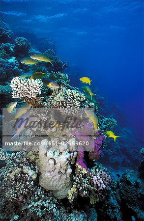 Goatfish swarm around small coralhead,Sharm El Sheikh,Red Sea,Egypt