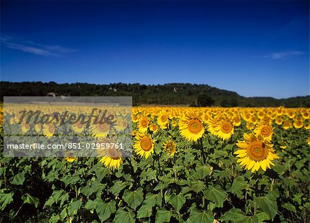 Sunflowers,South of France