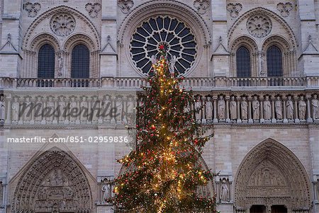 Christmas tree outside Notre Dame cathedral at dawn,Paris,France