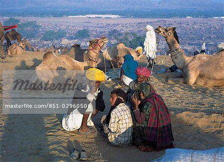 The annual camel mela at Pushkar oasis,Jaipur,Rajasthan,India. The annual camel mela at Pushkar oasis,Jaipur,Rajasthan,India.
