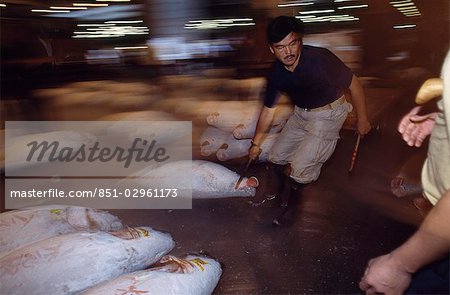 Moving frozen Tuna fish after auction,Tokyo,Japan