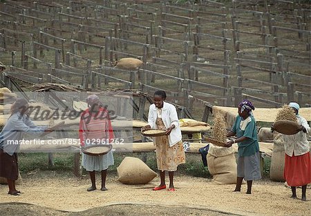 Coffee Plantation.,Limaru,Kenya