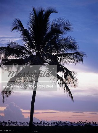 Silhouette of palm tree at Chocas near Ilha de Mocambique,Mozambique.