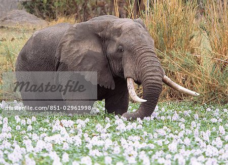 African Elephant grazing amongst water hyacinths,Liwonde National Park,Malawi