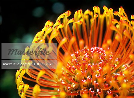 Detail of a Protea flower,Kirstenbosch Botanical Gardens,Cape Town,South Africa.