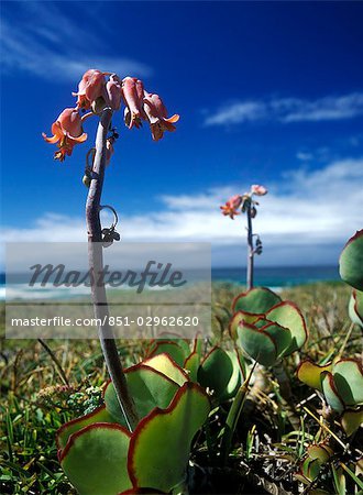 Flowers beside the sea near Sedgefield on the Garden Route,South Africa.