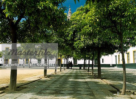 Treelined footpath in courtyard,Seville,Andalucia,Spain