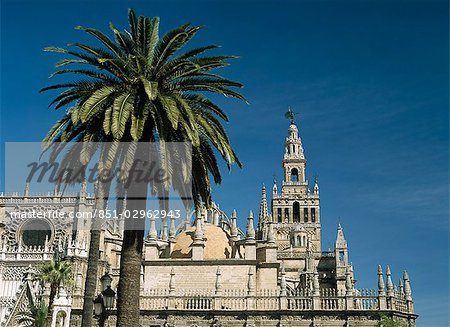 Seville Cathedral with Giralda Tower behind palm tree,Seville,Andalucia,Spain