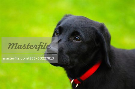 black labrador, portrait