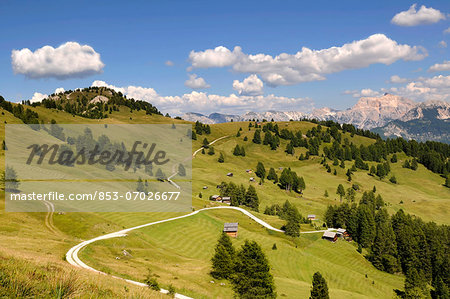 Alpine meadowas in Puez-Geisler Nature Park, Dolomites, South Tyrol, Italy