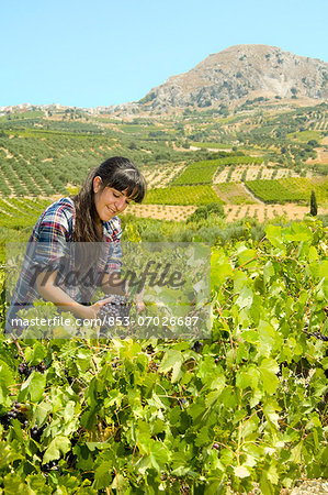 Young woman grape harvesting, Crete, Greece Young woman grape harvesting, Crete, Greece