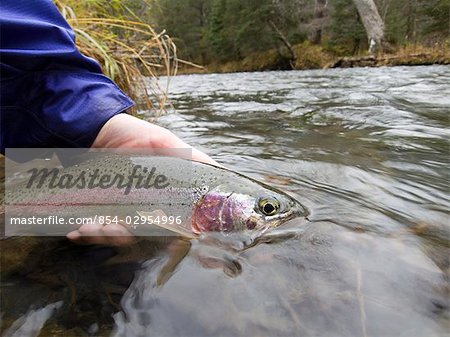 Close up of person holding Rainbow trout on Ptarmigan Creek Kenai Peninsula Alaska fall