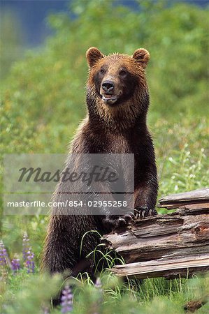 Brown bear standing upright on log Captive Alaska Wildlife Conservation Center Southcentral Alaska