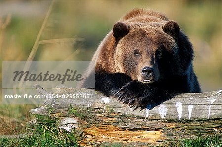 Brown Bears - Alaska Wildlife Conservation Center