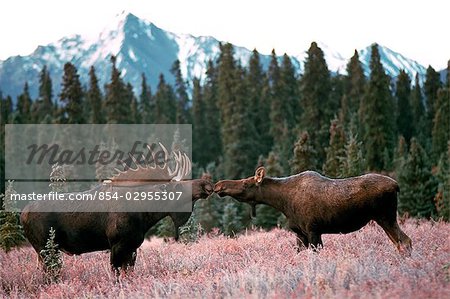 Bull and cow Moose standing in a clearing in Spruce forest, touching their noses together at Denali National Park. Fall in Interior Alaska.