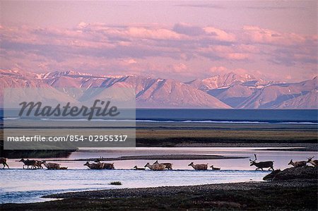 Porcupine Caribou herd Tamayariak River ANWR AK