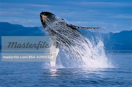 Humpback whale breaching Inside Passage Southeast AK summer scenic