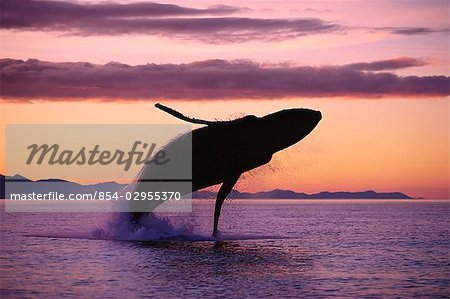 Humpback Whale Breaching @ Sunset Composite SE AK