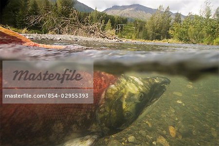 Spawned out Sockeye Salmon in Quartz Creek Kenai Peninsula Alaska Summer Underwater image