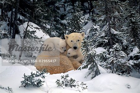Polar Bear Mother & Cubs Cuddling Together in Forest Churchill Canada Spring