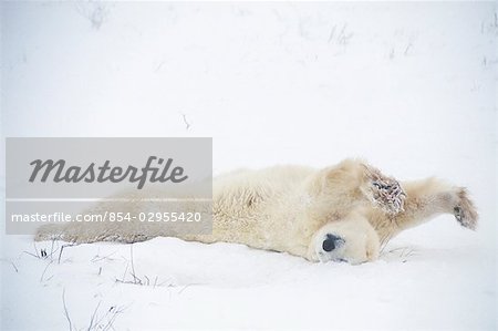 Polar Bear Stretching Pt Gordon Hudson Bay Canada Winter snow