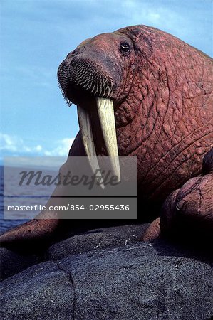 Close up of Adult Walrus on Haulout Round Is Alaska WE Summer State Game Sanctuary Bering Sea