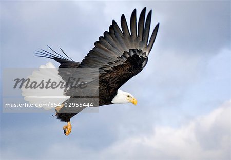 Bald Eagle with talons extended prepairing to land Homer Spit Kenai Peninsula Winter