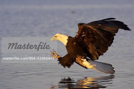 Bald Eagle on surface of water prepares to grab fish Kachemak Bay Homer Spit Kenai Peninsula Alaska