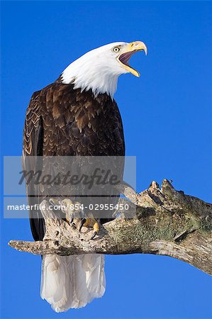 Single Bald Eagle perched on tree limb vocalizing Homer Spit Kenai Peninsula Alaska Winter Kachemak Bay