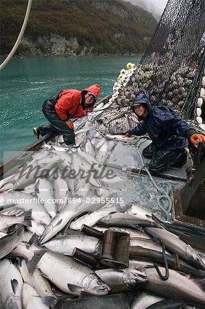 Crew of Commercial seiner load their catch of silver salmon into hold on *Sonja M* Port Valdez PWS Alaska